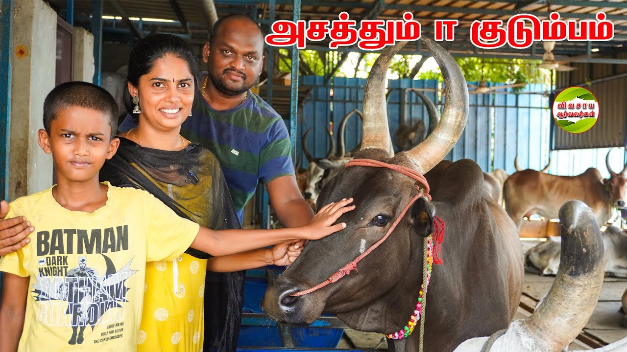 என்னுடைய முழு நேர வேலை இது தான்|காங்கேயம் மாட்டுப்பண்ணை #vivasayaarvalargal #cows #chennai #dairy