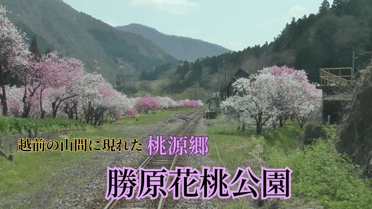 越美北線（九頭竜線）１　九頭竜湖駅→越前下山駅→勝原駅→柿ケ島駅→下唯野駅→越前富田駅→越前田野駅→越前大野駅