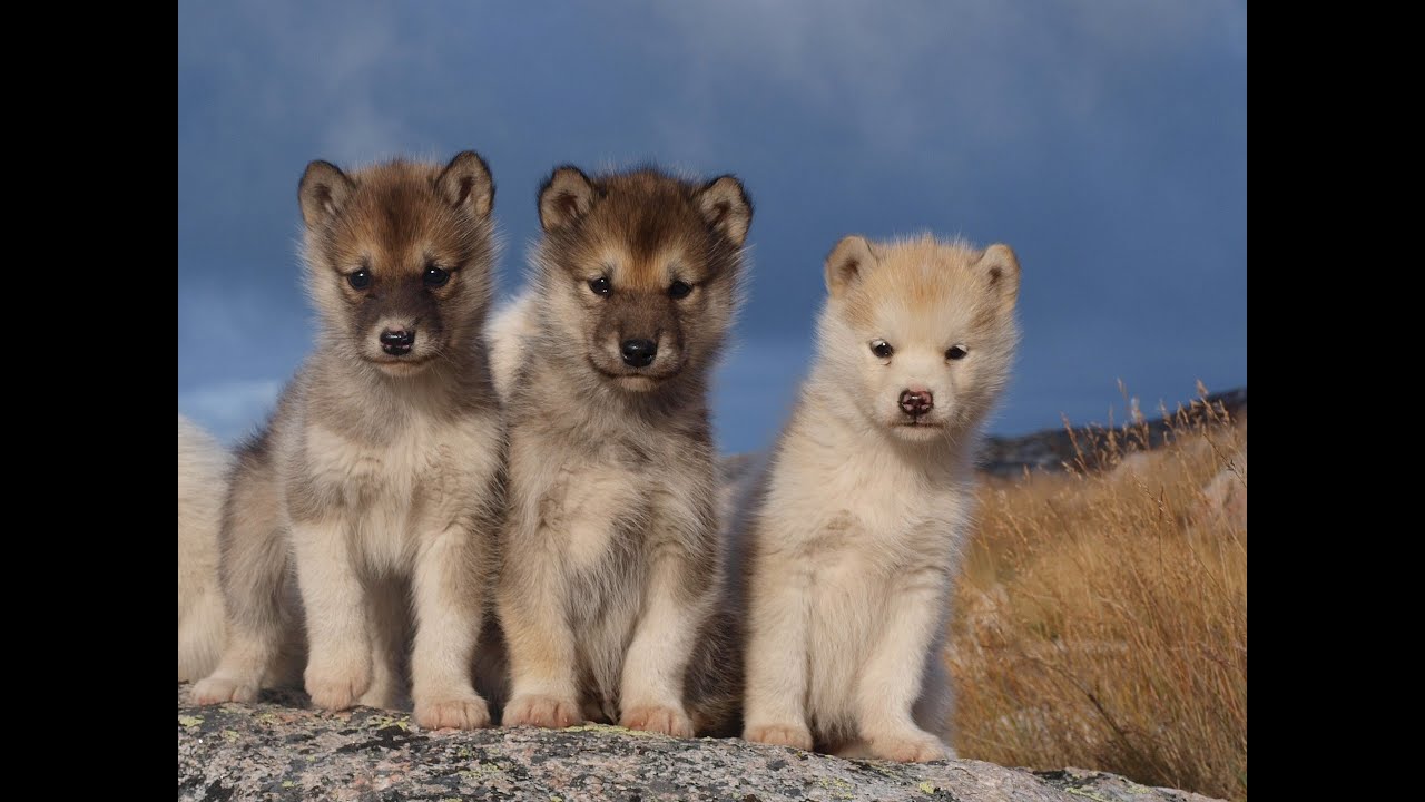 Sled Dogs: An Alaskan Epic