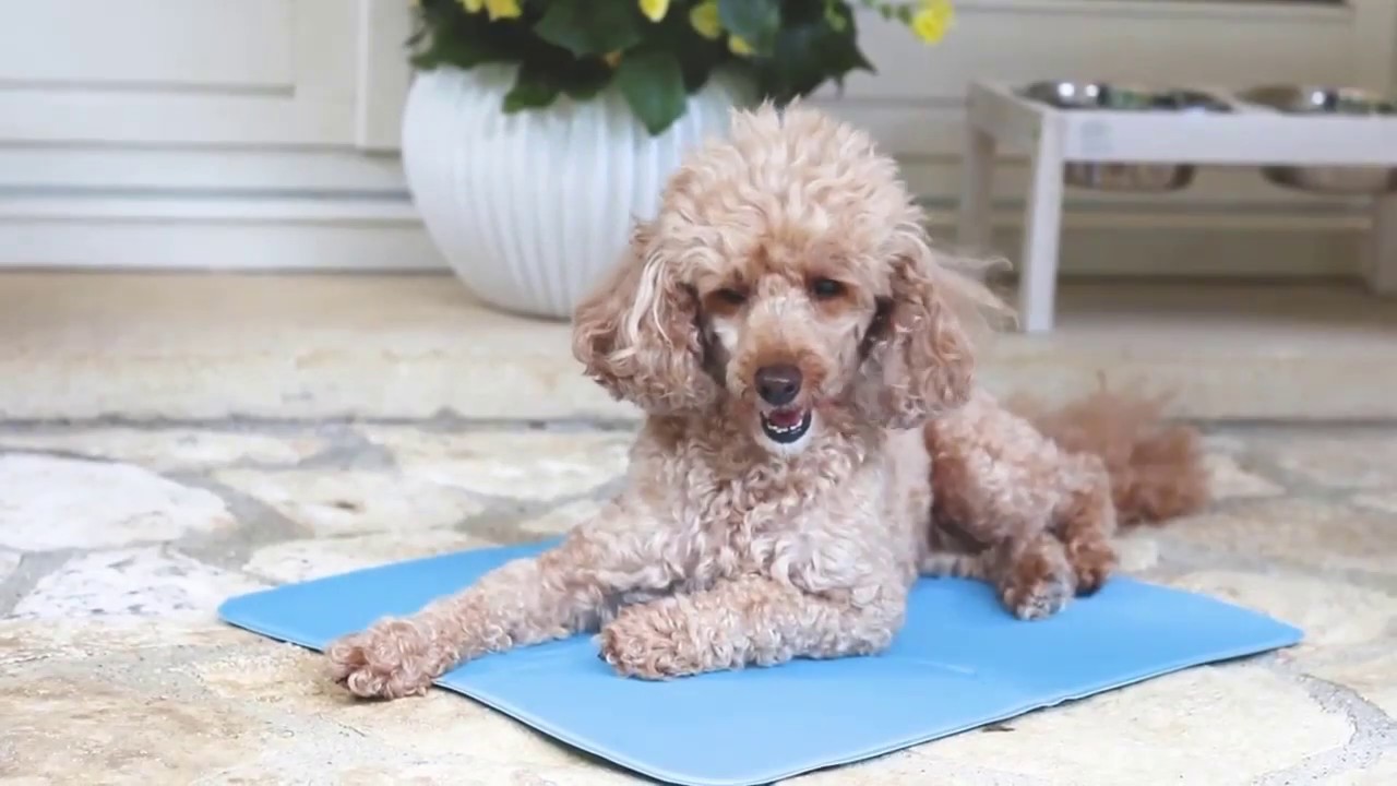Dog Cooling Mat - Keep Your Dog Cool In Summer