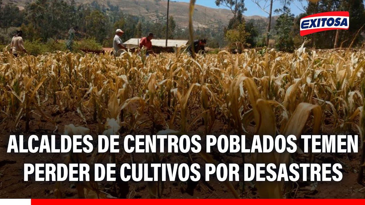 🔴🔵 Alcaldes de centros poblados temen perder miles de hectáreas de cultivo por desastres naturales