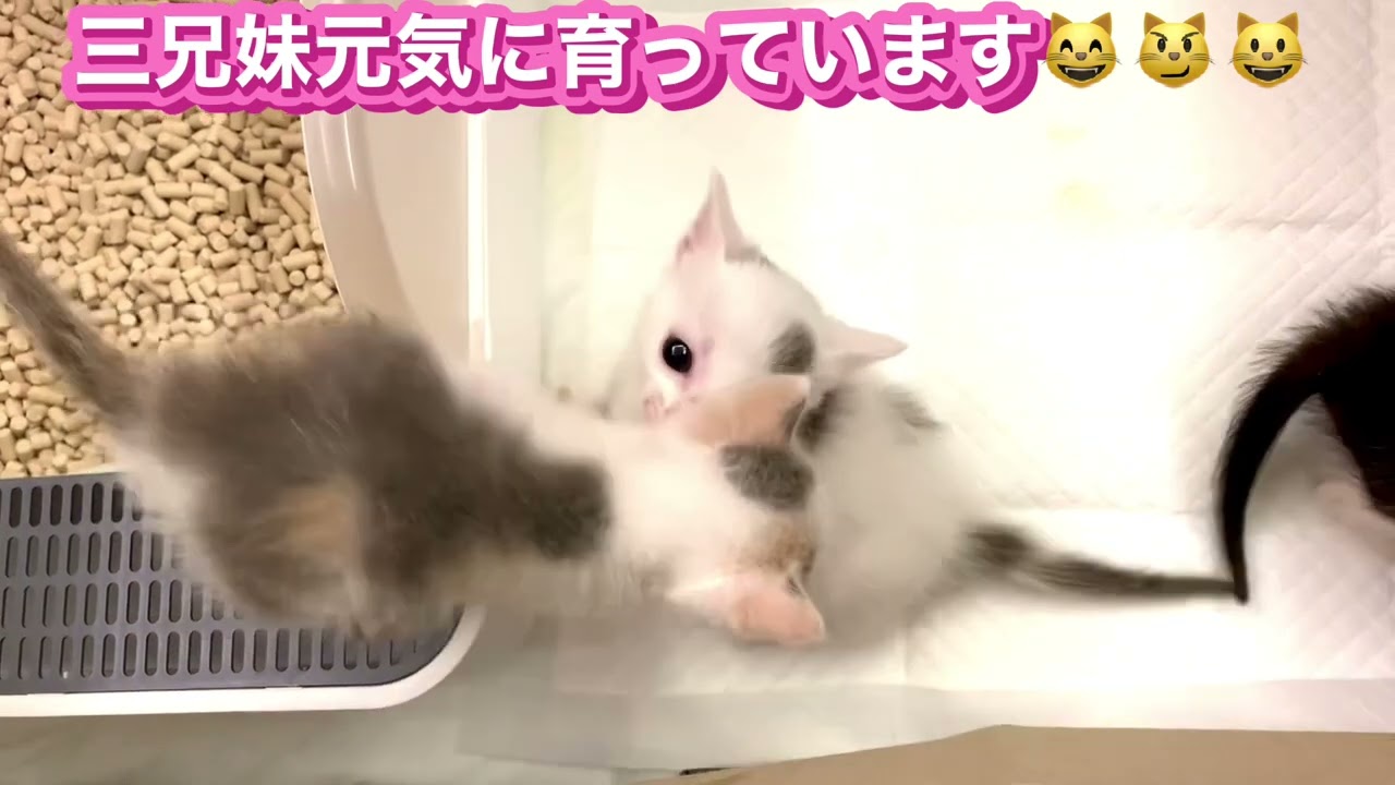 ＃仔猫＃エンジンルームの仔猫ちゃん＃仔猫三兄妹＃蒔田由美子#想い出日記