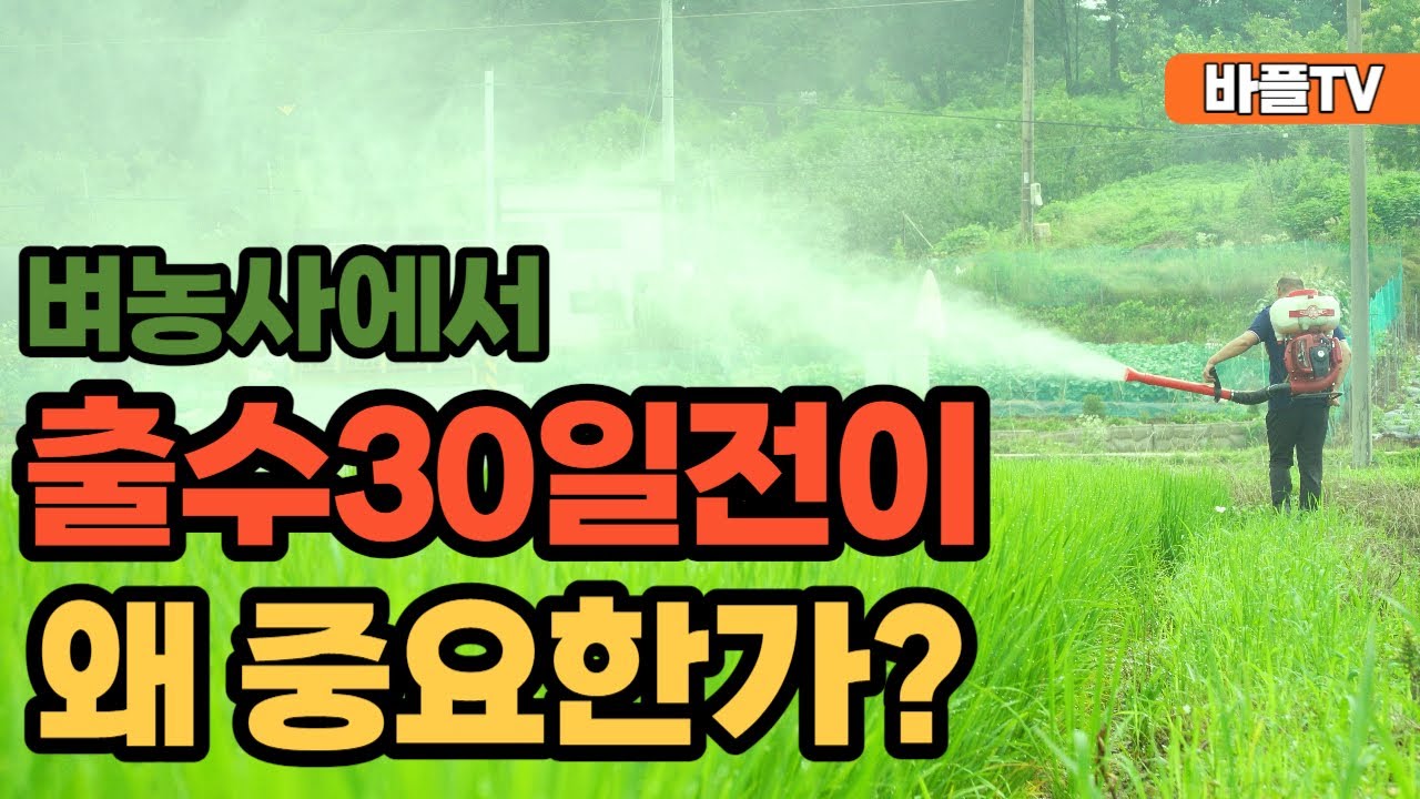 [바플티비]벼농사에서 출수30일전이 왜 중요한가요?
