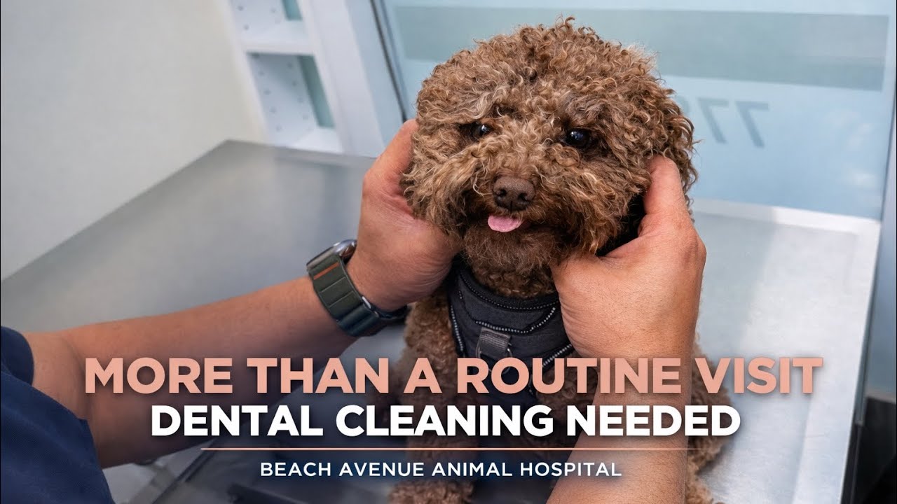 This Dog Came for a Check-Up… But Needed Dental Cleaning 🦷🐶