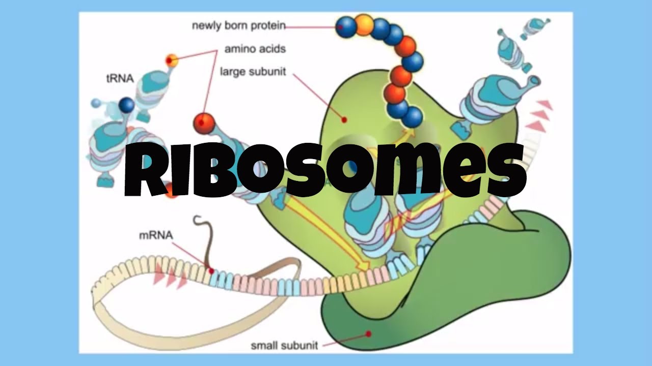The Cell-Ribosomes
