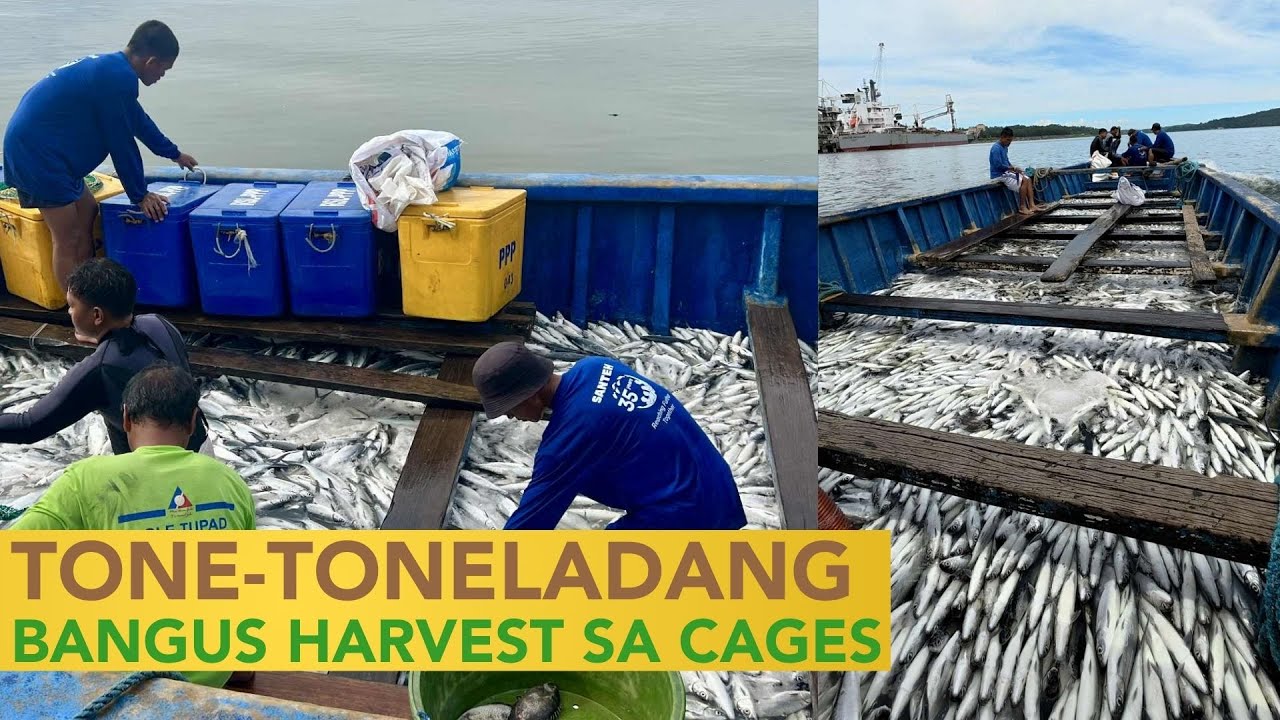 Tone-toneladang Bangus Harvest sa Fish Cages sa Dagat ng Pangasinan!