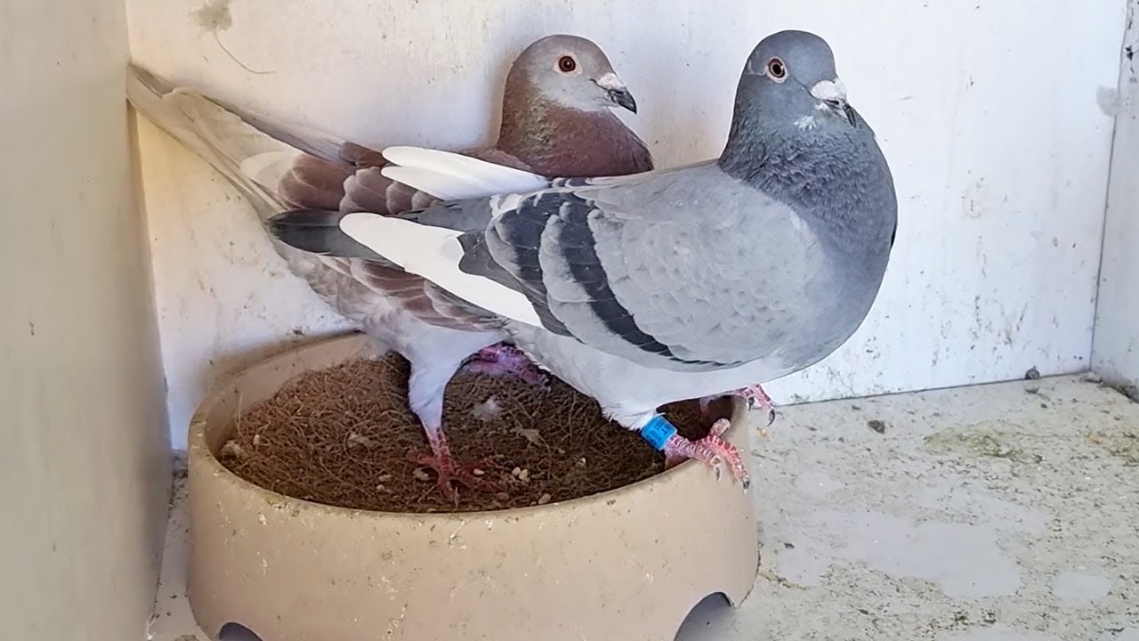 TIME TO PAIR SOME PIGEONS