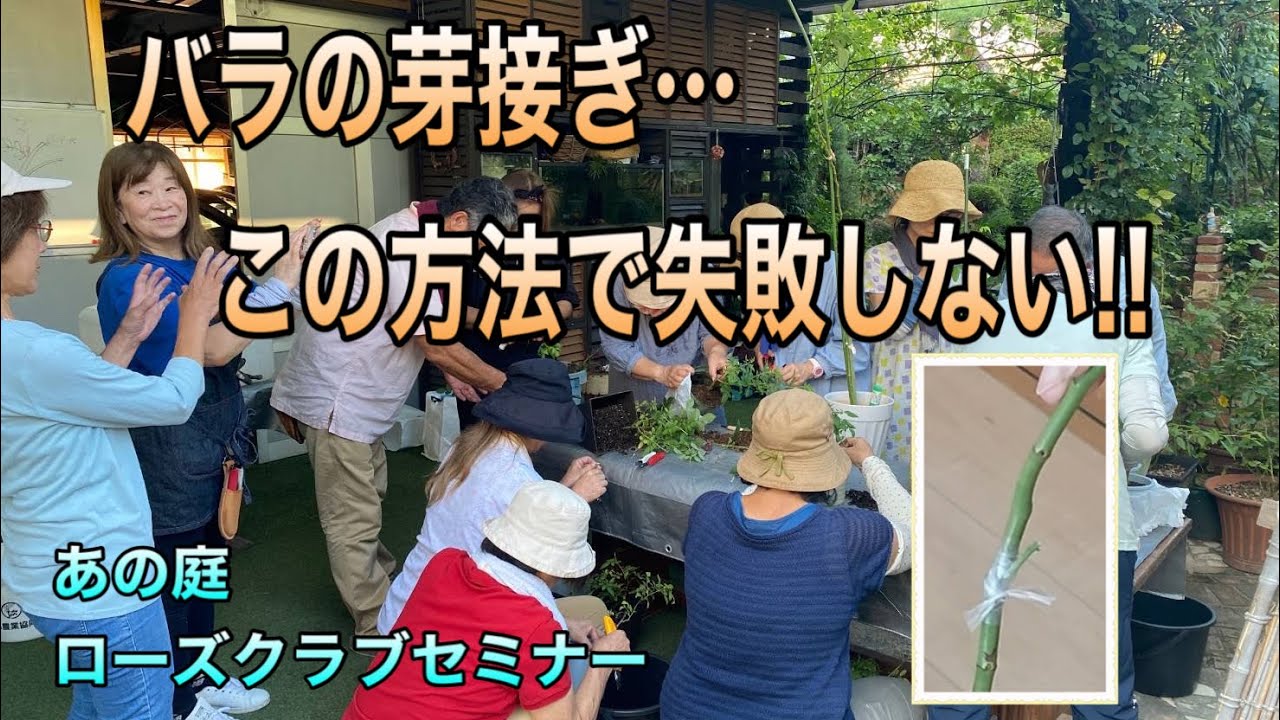 バラの芽接ぎ...この方法で失敗しない‼️