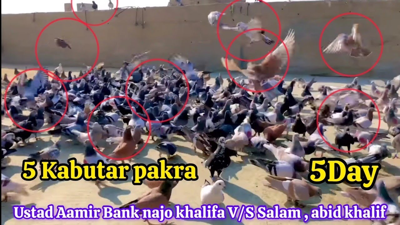 5 Kabutar pakra | najo khalifa V/S abid khalif |1030 New Kabooter k Ladaiyan | 5 Din | Gola kabuter