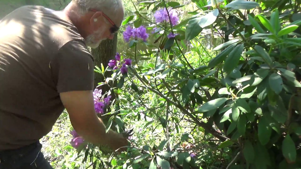 Historia pewnego różanecznika. The story of an azalea.