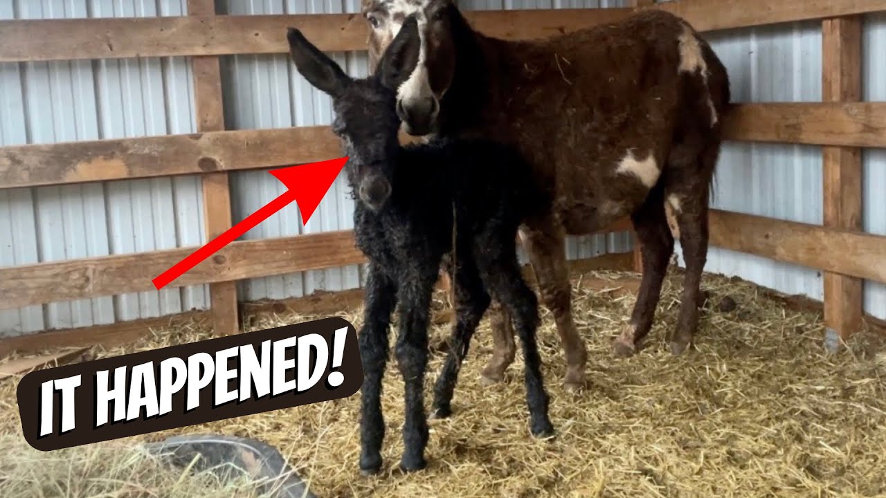 NEW BABY DONKEY!