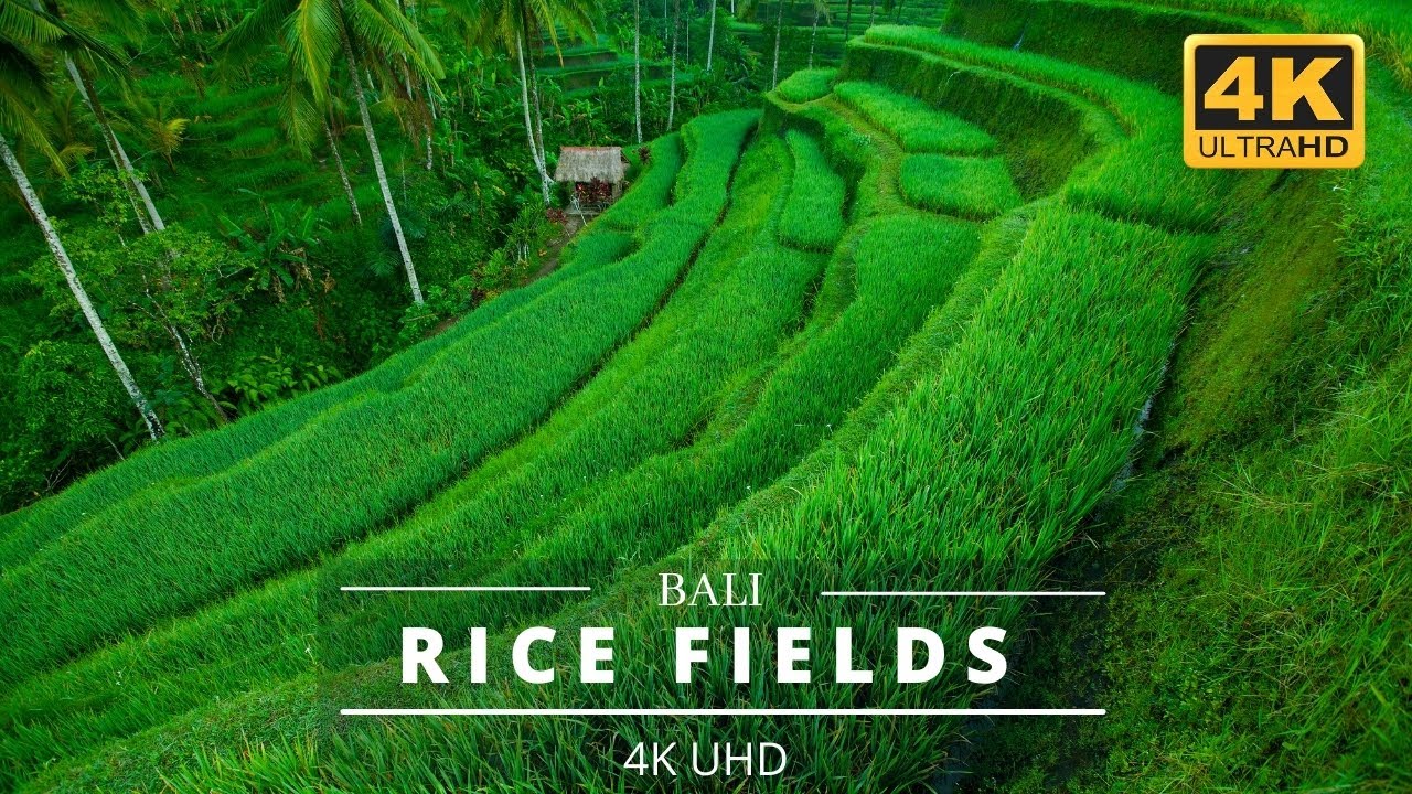 Terraced Rice Fields, Bali, Indonesia  #Nature #Agriculture #Valley #Landscape #Scenery #4K #Plant
