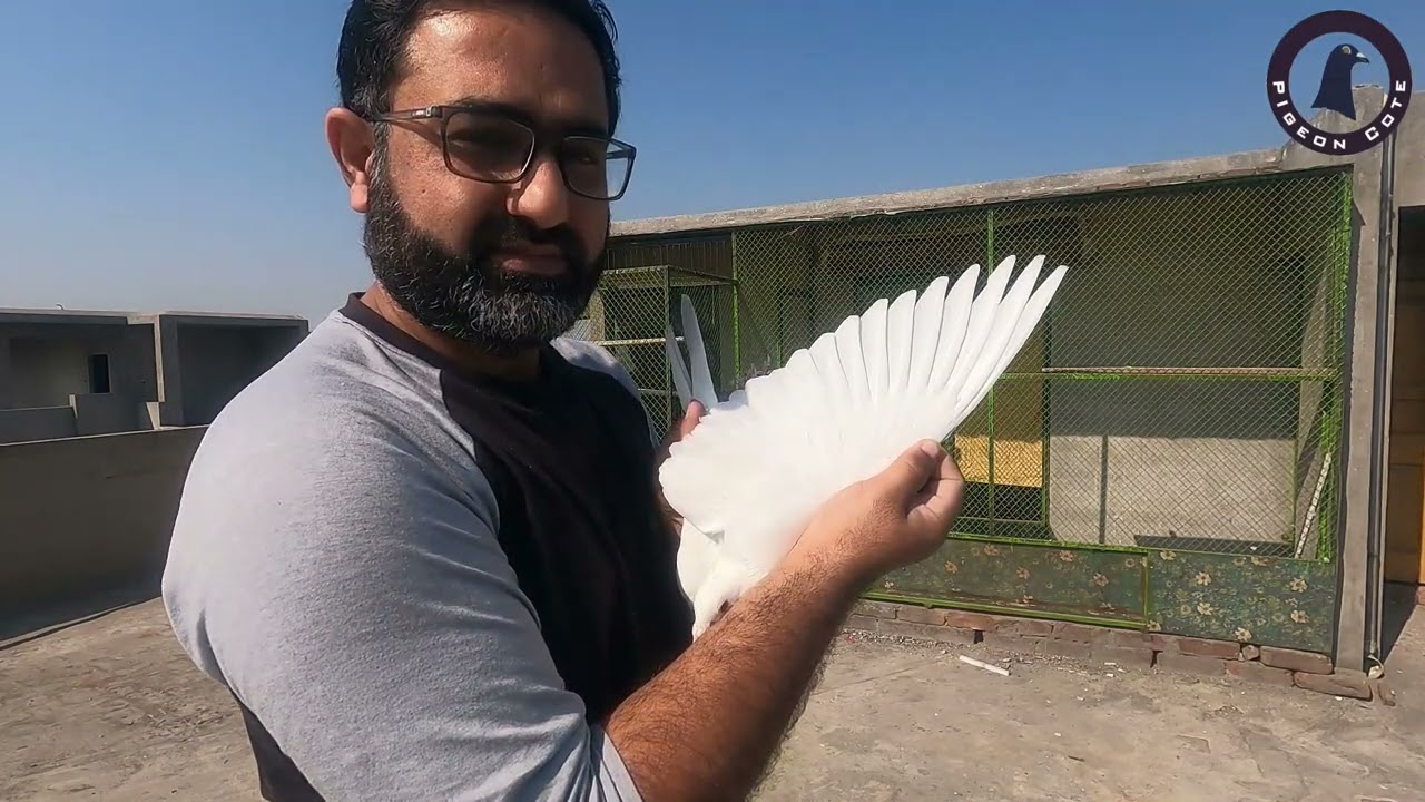 White Racer Female Pigeon For Sale | Pure White Racer Pigeon | Waleed Alam | Pigeon Cote