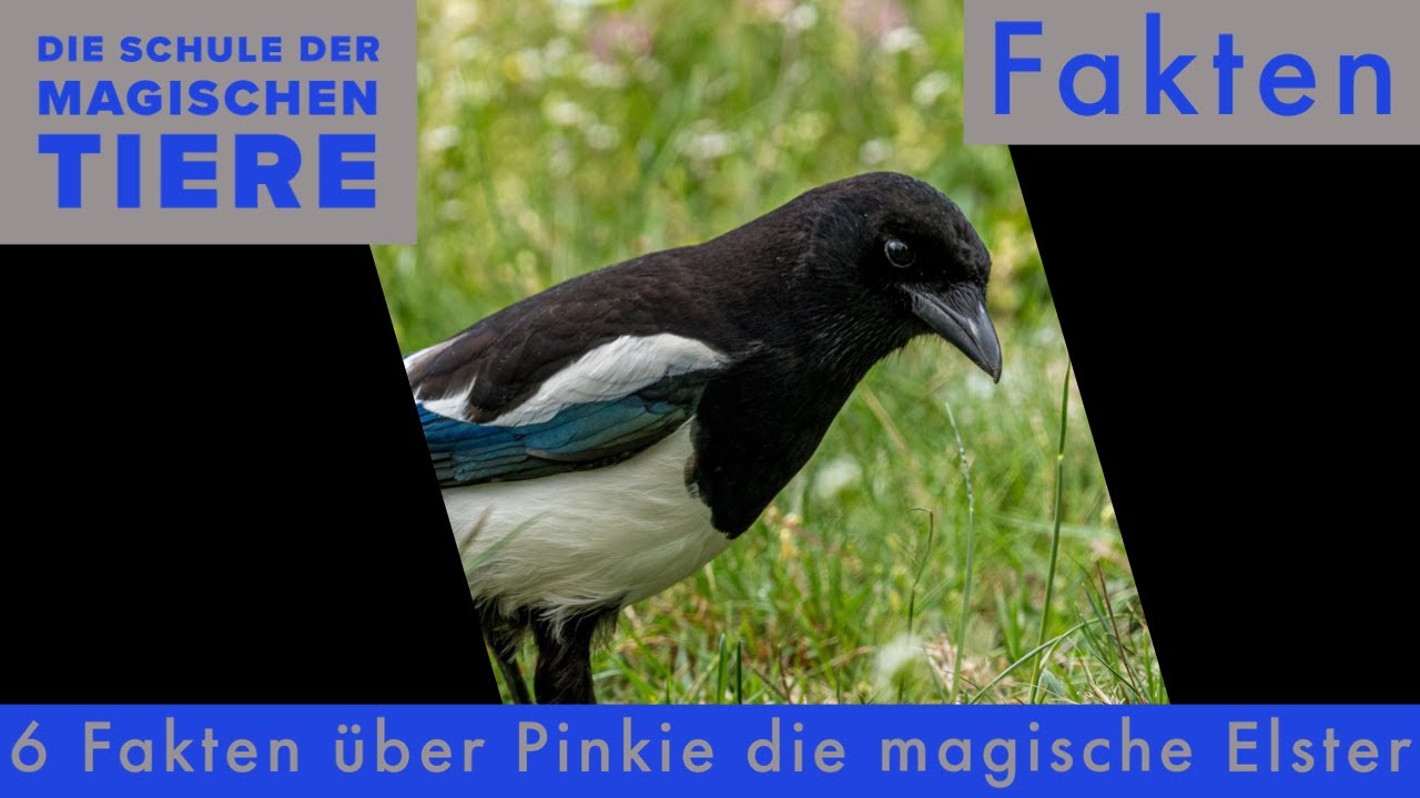 6 spannende Fakten über Pinkie die magische Elster!