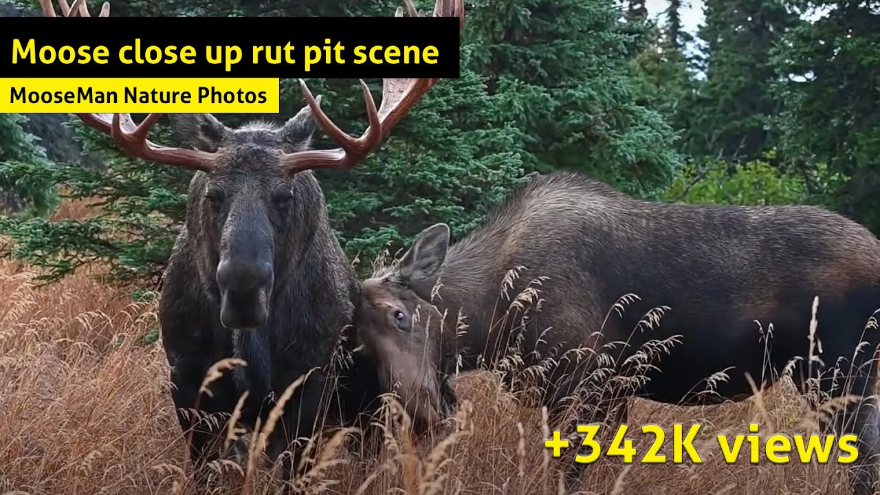 Moose rut pit scene A monster bull moose is kept busy