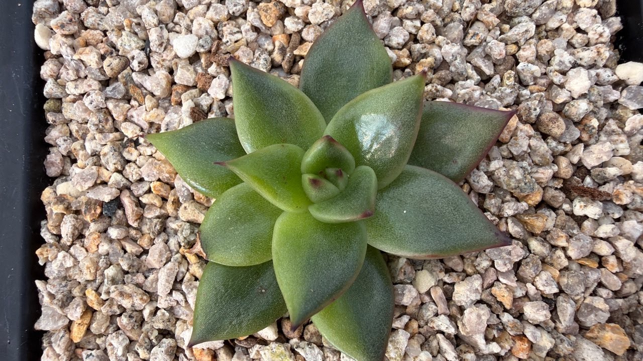 🌸금화다육🌸 