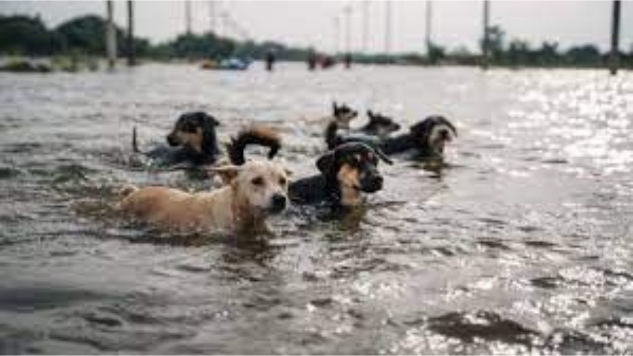 They really want to live.  Be sure to look and always come to the rescue