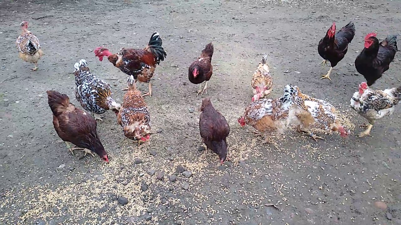 Kury , gołoszyjki , czubatki, gołoszyjka polska, czubatka staropolska