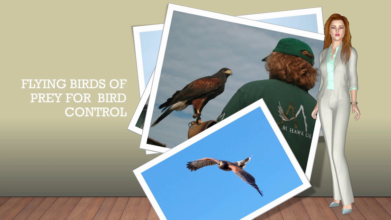Understanding hawk flying for bird control.