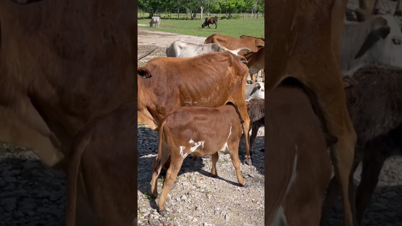 Story of Twin Miniature Zebu Cows- Original Breed Cows #ranch #farming #animals #goat #sheep #zebu