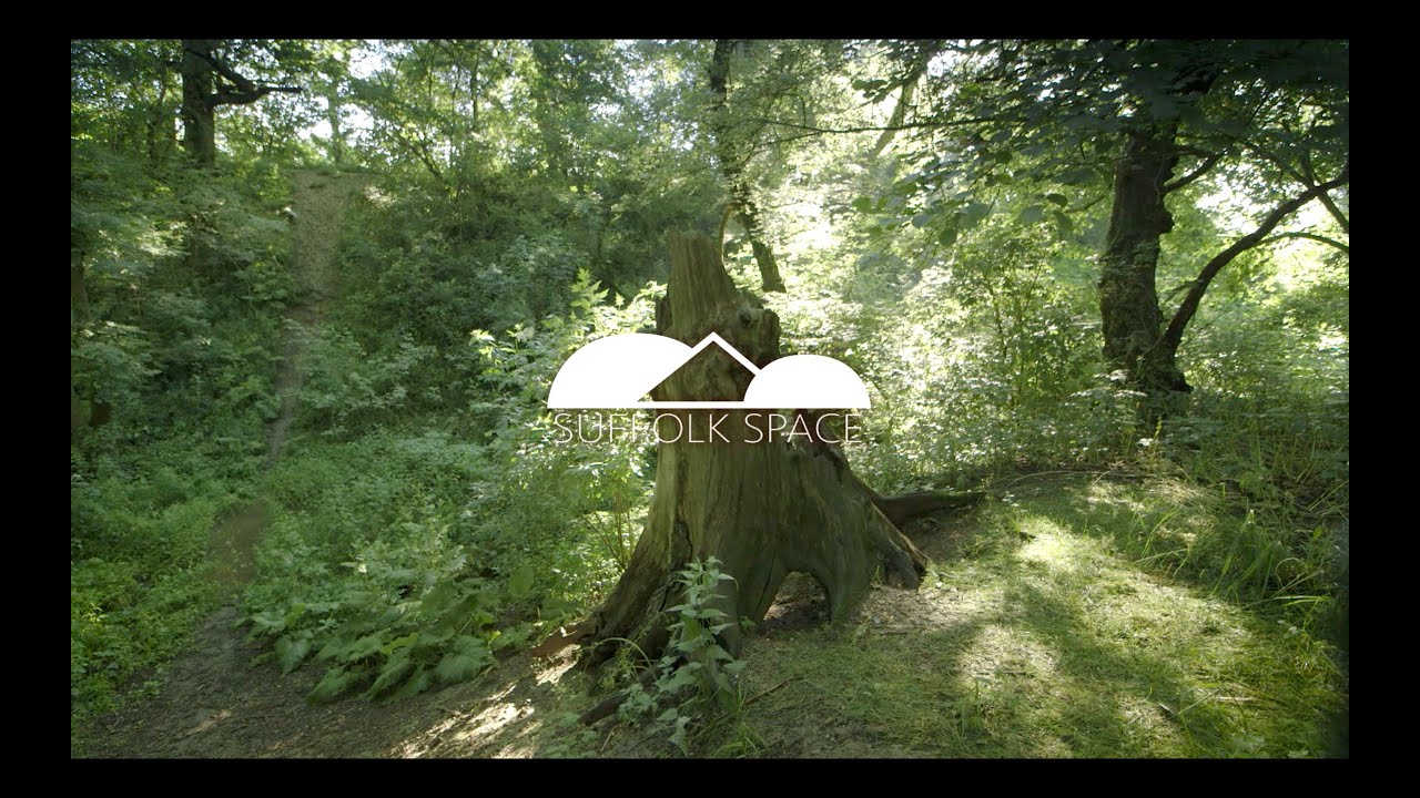 Summer Suffolk Forest V