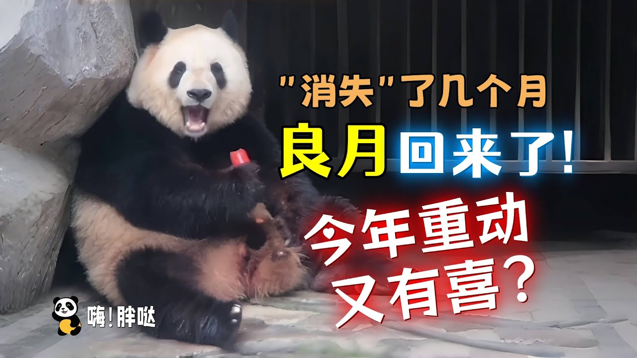 重庆动物园一米九的大姑娘良月，“消失”几个月又出现，今年重动会有喜添娃吗？