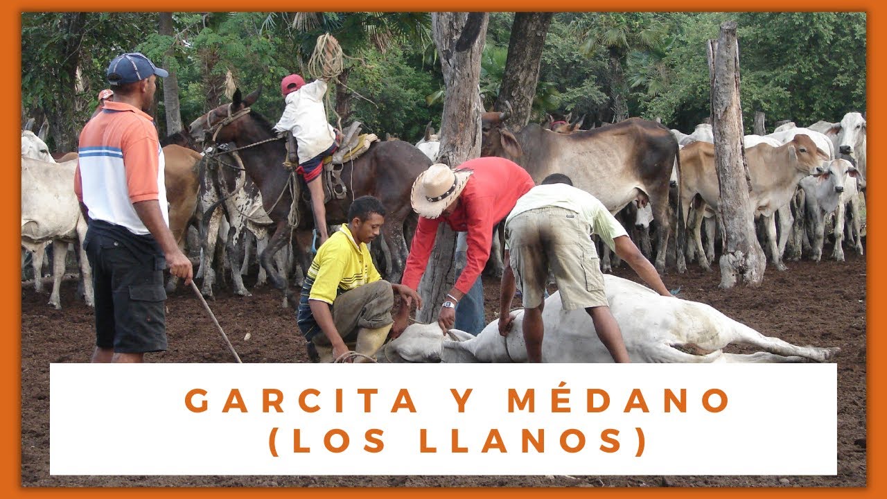 NC GARCITA - MÉDANO DE GÓMEZ. Guárico. Aguaro - Guariquito. Elaboración del queso llanero. Jineteo.