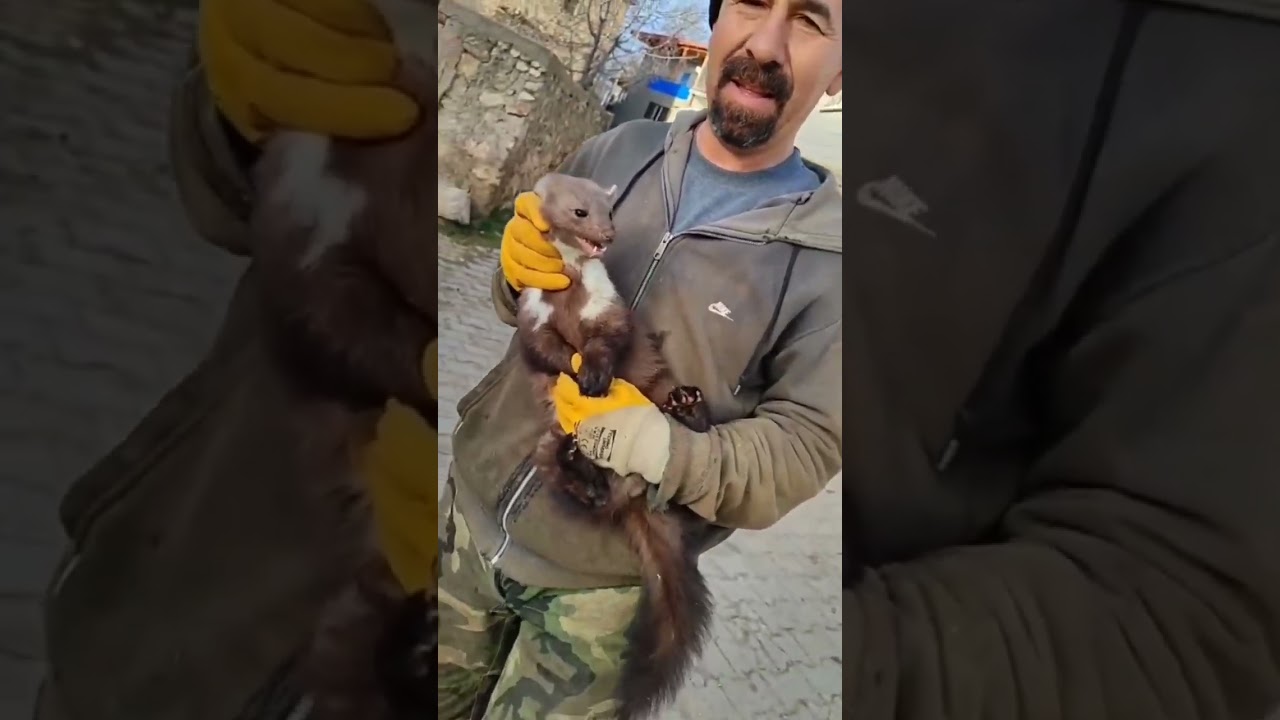sansar hayvan nasıl?