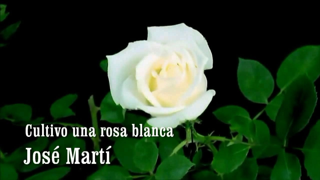 Cultivo un rosa blanca José Martí Jesús Gascón Monroy.