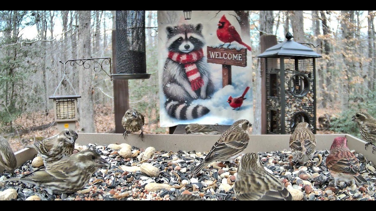Streaming LIVE ** BIrds on the Bluff Feeding Platform Camera ** 1/11/2026
