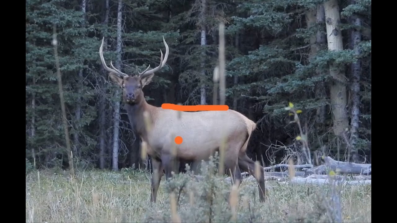 Crazy Elk Shot Analysis