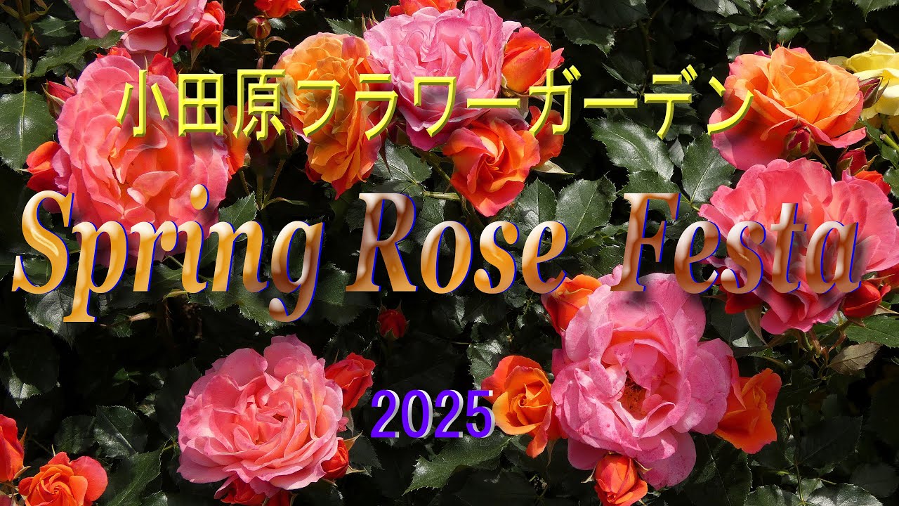 小田原フラワーガーデン 　Spring  Rose  Festa　2025　（2025.05.15.）