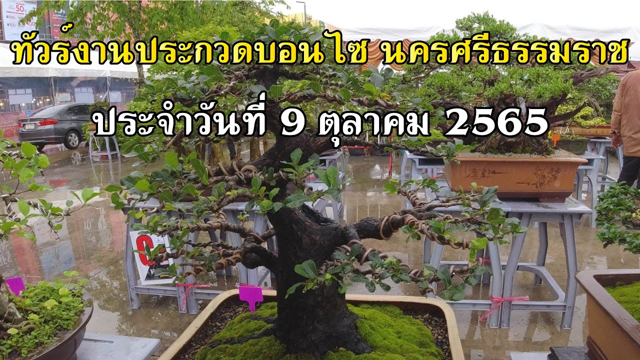 Bonsai Station [Tour Station] EP.26 ทัวงานประกวดบอนไซ นครศรีธรรมราช 9/10/2565