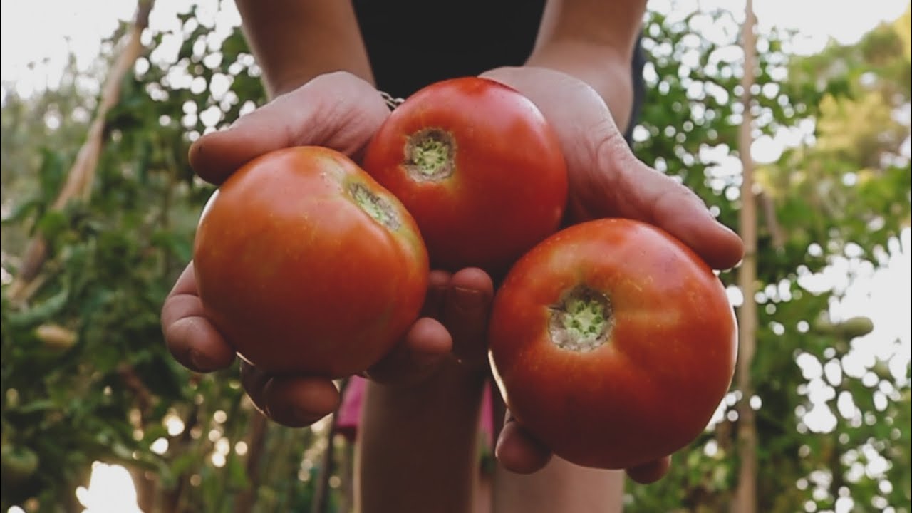 Come Tomate Todo el Año - Tres Maneras de Conservar Tomate y Otras Verduras de Verano