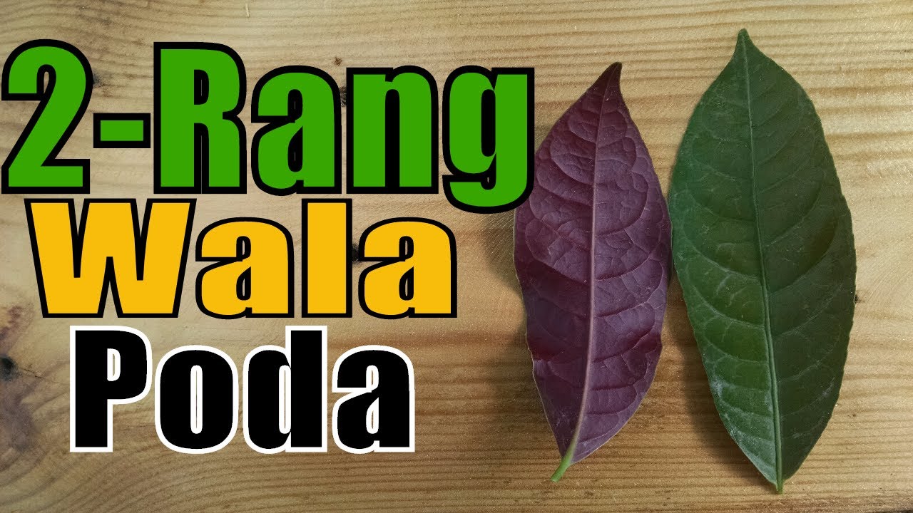 2 Rang Wala Poda | Upar Se Green Neche Se Red | Excoecaria Plant