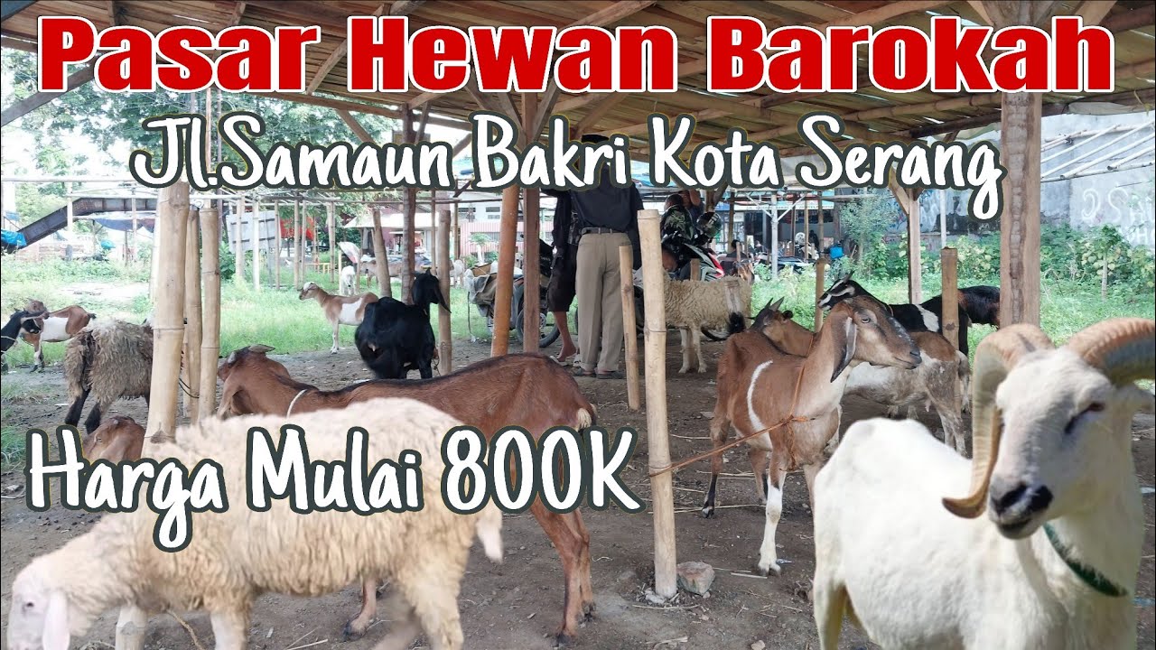 Mulai 800K Nego! Upadate Harga Kambing & Domba Di Ps Hewan Barokah,Jln Samaun Bakri Kota Serang