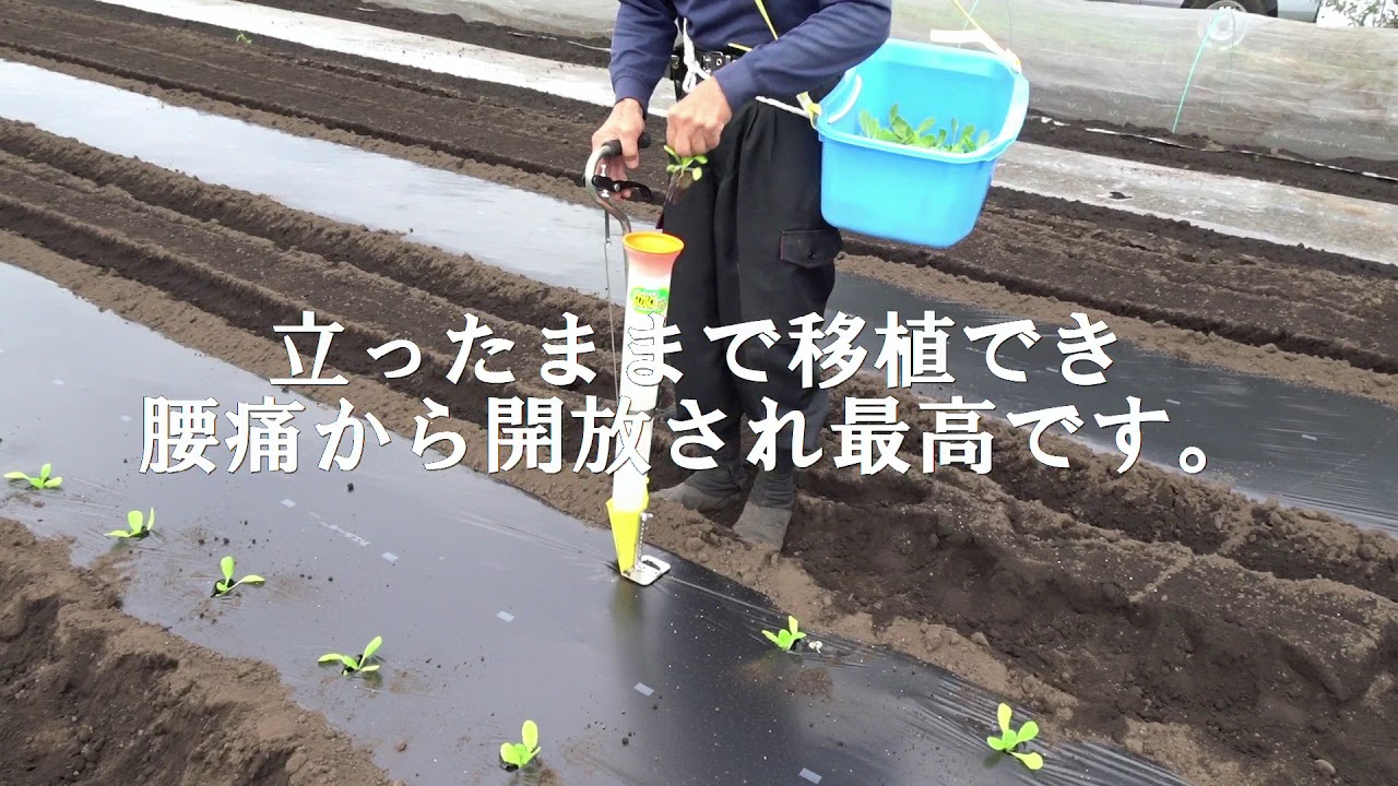 簡易移植機「なかよし君」で白菜移植
