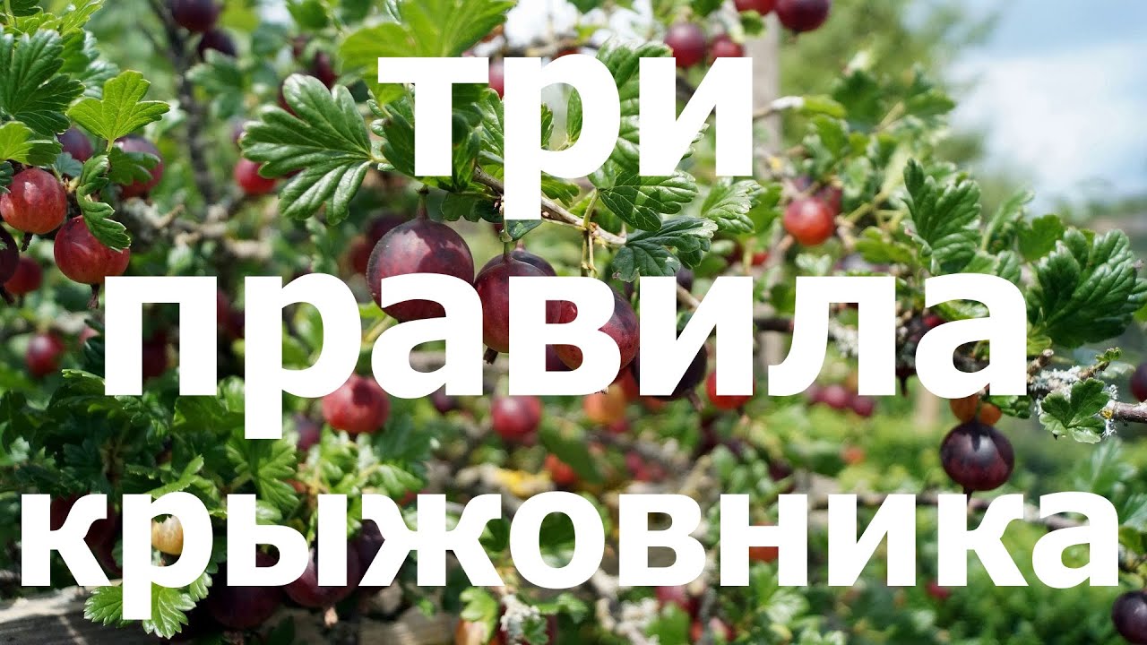 ПОМОГИ КРЫЖОВНИКУ после сбора урожая! Простые правила!