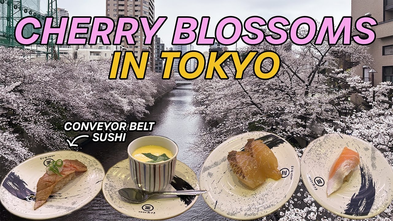 Cherry Blossom Season in TOKYO Japan 🌸 | Spring Blooming Sakura Trees at Meguro River Vlog