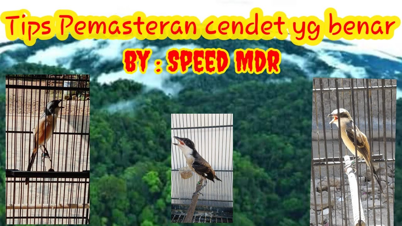 Tips Pemasteran cendet yang benar