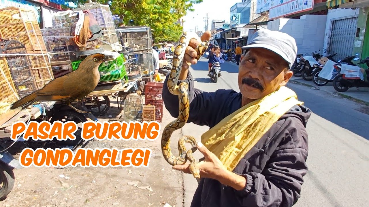 PASAR BURUNG GONDANG LEGI MALANG dari reptil burung ombyokan sampai muraibatu ada