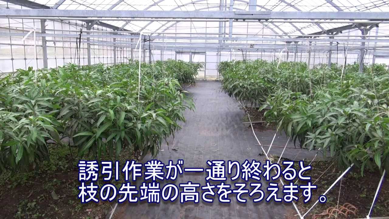 沖縄県立農業大学校のマンゴー　「道の駅」許田