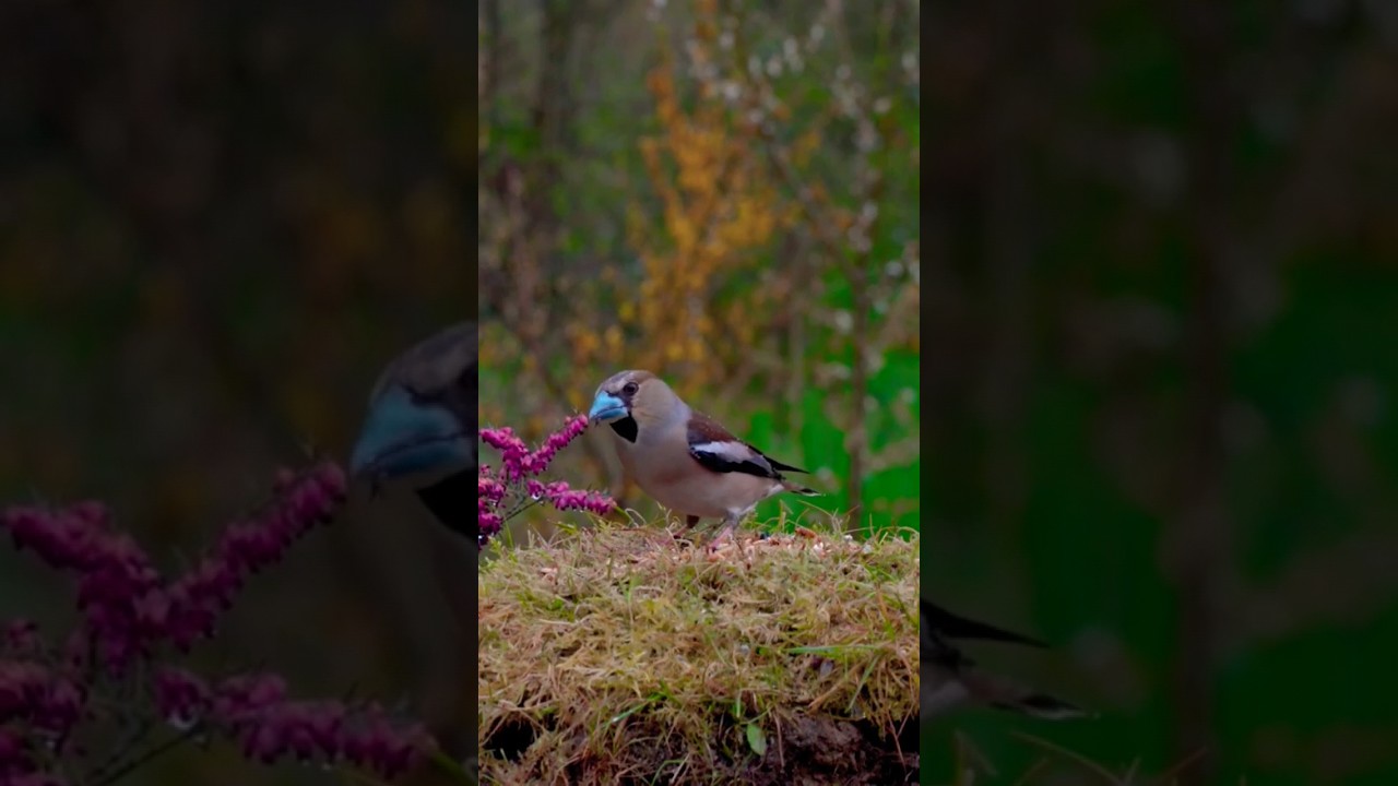 Hawfinch at the feeder #birdwatching #birdfeeder #birdsonfeeder #catstv #fypシ #colourful  #fyp