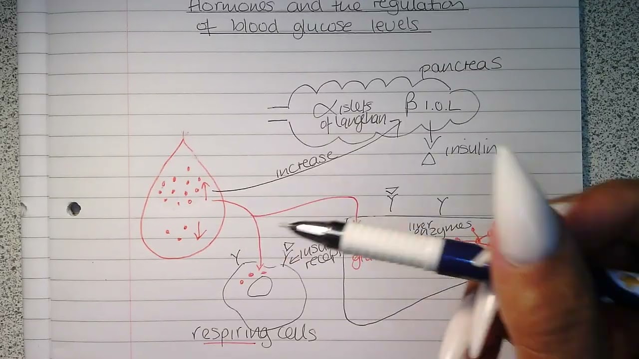 Regulation of glucose