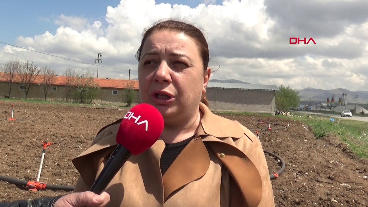 Sandıklı'da üretici, patates ekimine yöneldi