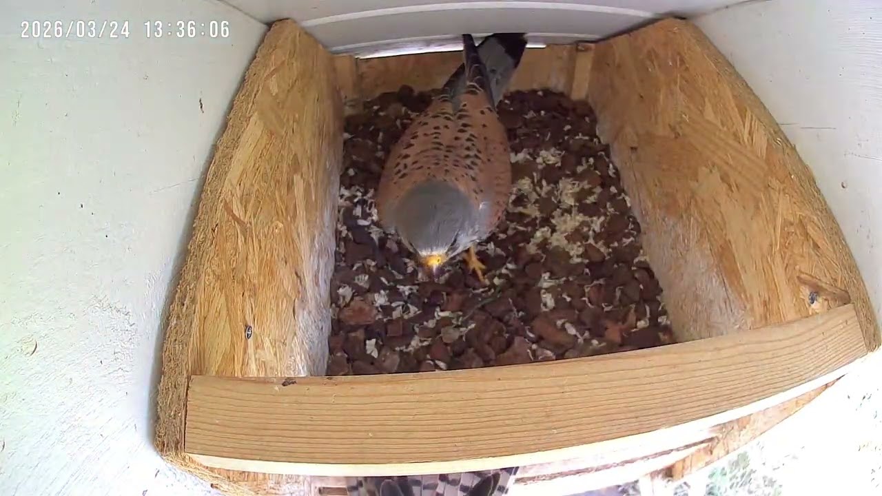 Nestpflege bei den Turmfalken 
