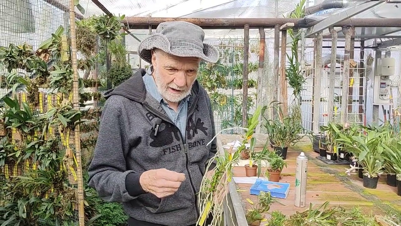 Autunno, come bagnare e concimare le orchidee, i giorni si accorciano e le piante asciugano meno