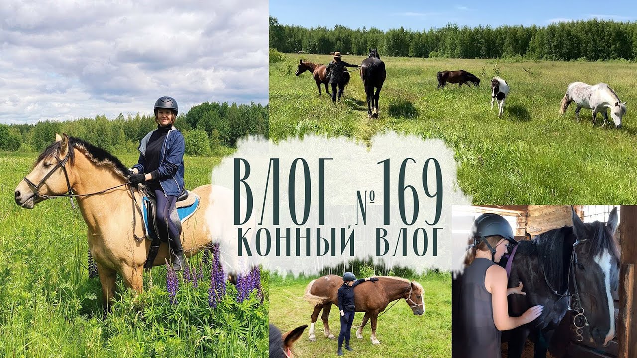 Конный влог. Конные прогулки, верховая езда. Влог №169