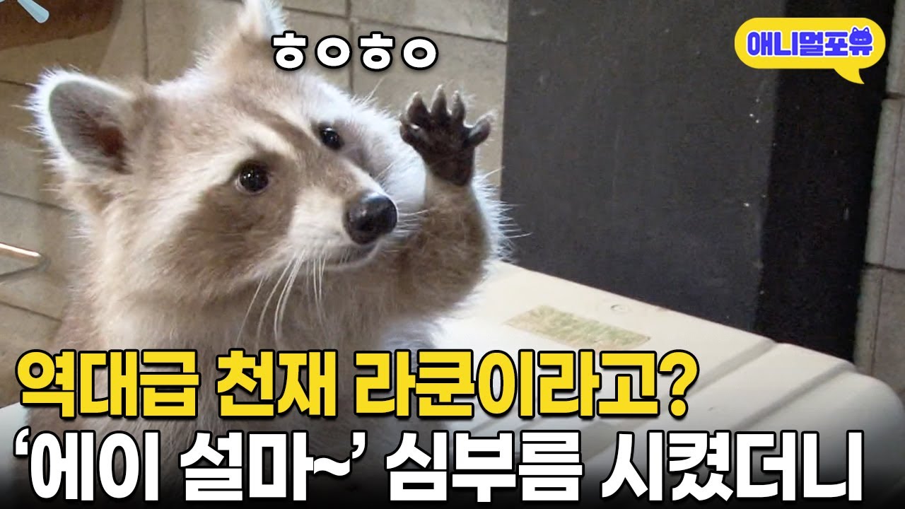 청소는 기본, 심부름까지 전부 다 해주는 천재 라쿤 I KBS 생활의 발견 161019 방송