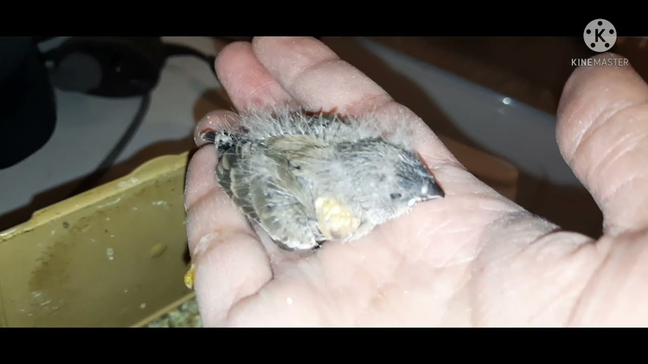 suivi d'élevage et baguage des bébés mandarins / monitoring of breeding and ring zebra finch babies